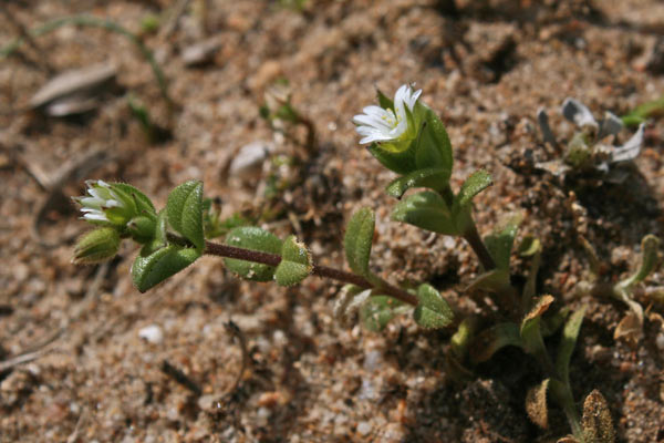 Cerastium pumilum, Peverina piccola