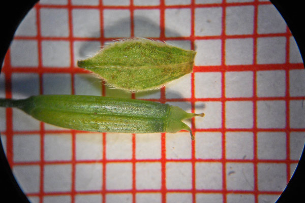 Chaerophyllum temulum, Cerfoglio inebriante