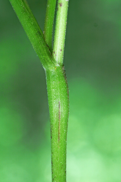 Chaerophyllum temulum, Cerfoglio inebriante