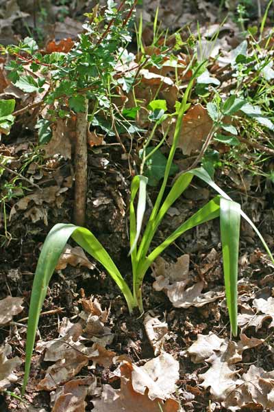 Colchicum longifolium, Colchico a foglie allungate