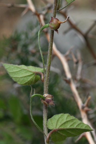 Convolvulus siculus subsp. elongatus, Vilucchio allungato, Campanedda, Ligadorza