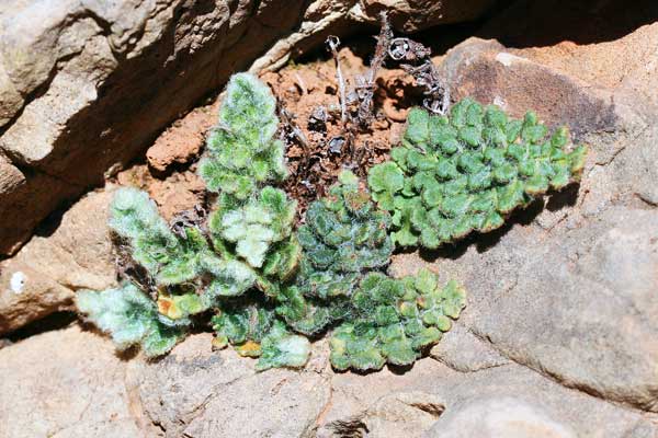 Cosentinia vellea subsp. bivalens, Felcetta catanese bivalente