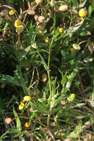 Cotula coronopifolia, Margherita sudafricana