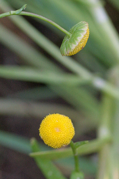 Cotula coronopifolia, Margherita sudafricana