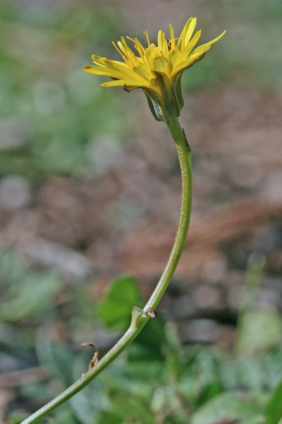 Crepis bellidifolia, Radichiella occidentale