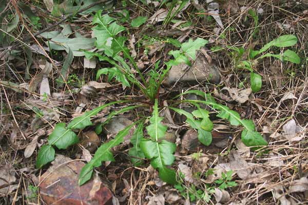 Crepis vesicaria, Cicoria falsa, Radichiella vescicosa, Cicoria durci, Gicoria, Lattosa, Mammalucca