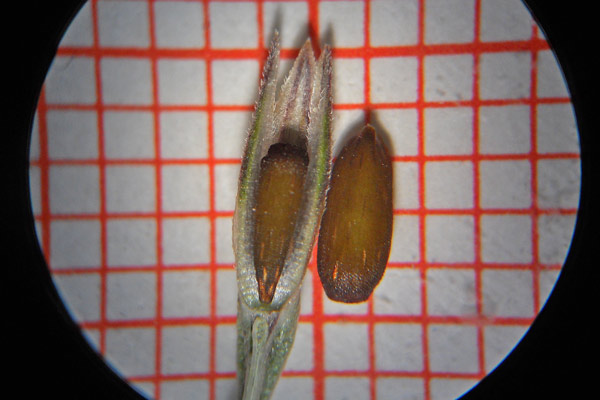 Crucianella latifolia, Crucianella ruvida, Crucianella a foglie larghe