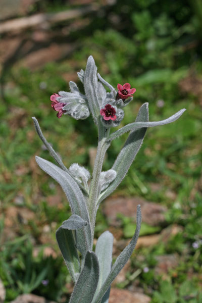 Cynoglossum cheirifolium, Lingua di cane giallastra, Lingua de cani