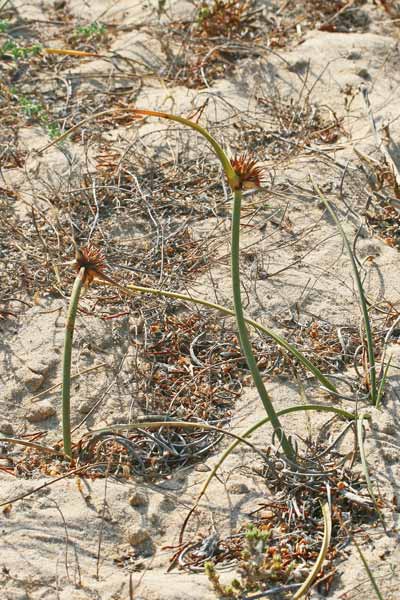 Cyperus capitatus, Zigolo delle spiagge, Giuncu femina