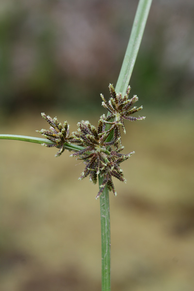 Cyperus fuscus, Zigolo nero, Giungu femina