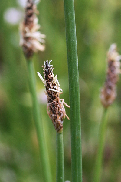 Eleocharis palustris, Giunchina comune