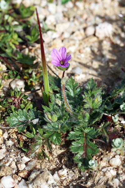 Erodium botrys, Becco di gru botri, Erba de agullas, Frocchitteddas