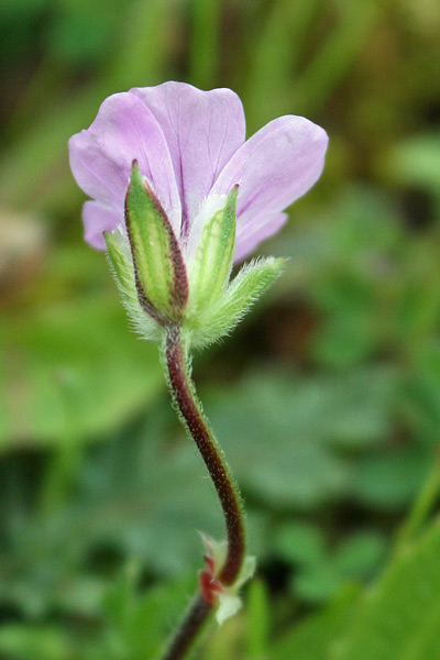 Erodium botrys, Becco di gru botri, Erba de agullas, Frocchitteddas