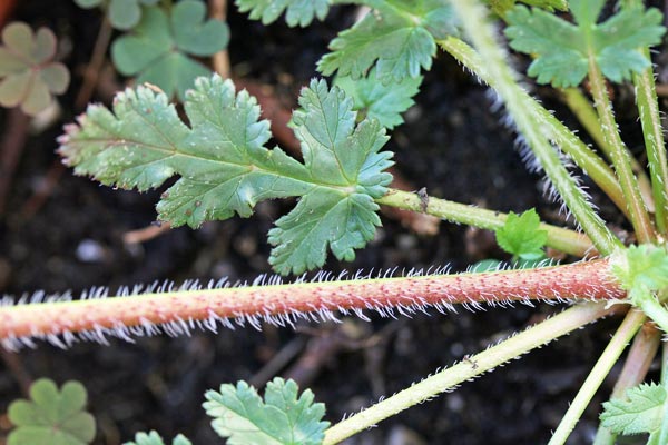 Erodium botrys, Becco di gru botri, Erba de agullas, Frocchitteddas