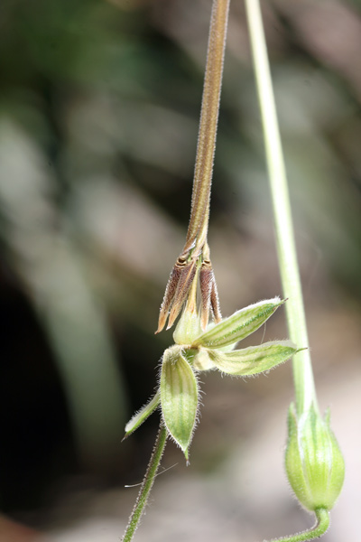 Erodium botrys, Becco di gru botri, Erba de agullas, Frocchitteddas