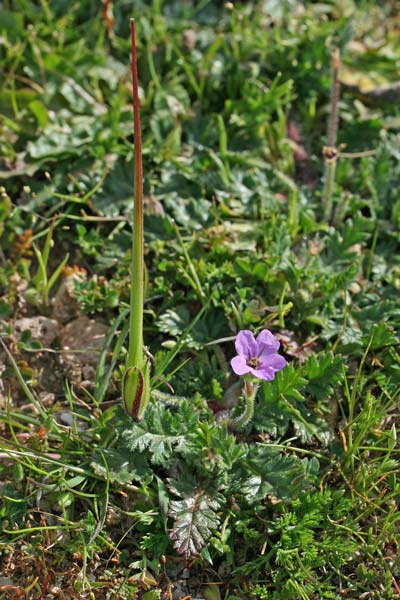 Erodium botrys, Becco di gru botri, Erba de agullas, Frocchitteddas