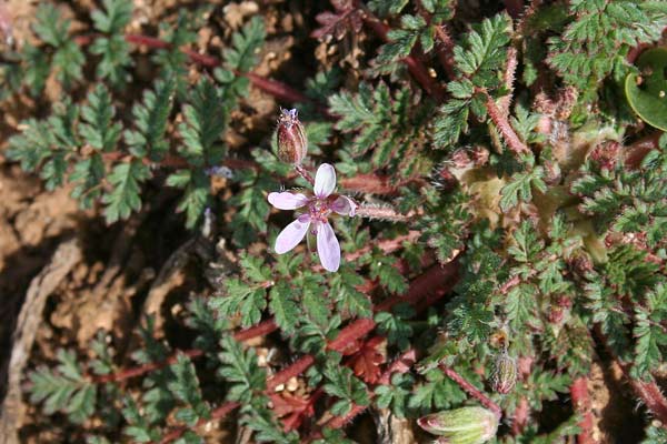 Erodium cicutarium, Becco di gru comune, Cicutaria, Erba de puntzas