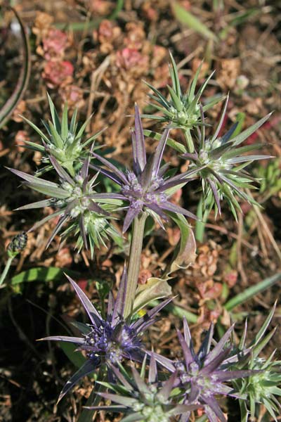 Eryngium pusillum, Calcatreppola di Barrelier, Corra de screu