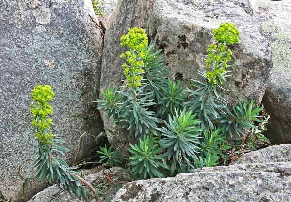 Euphorbia characias, Euforbia cespugliosa, Lua, Luedda, Lattorigu masciu