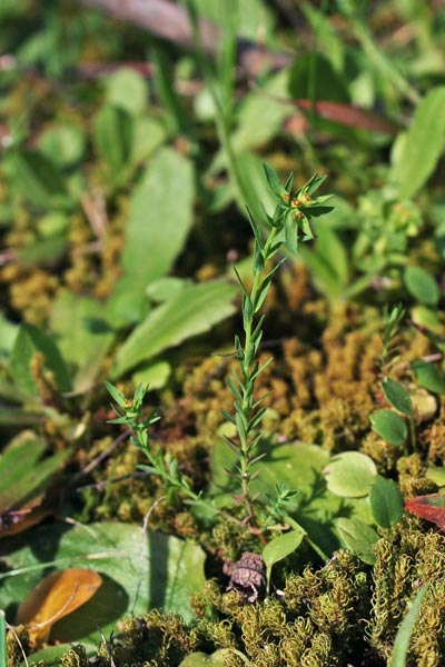 Euphorbia exigua, Euforbia sottile