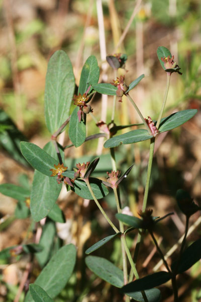 Euphorbia gayi, Euforbia di Gay