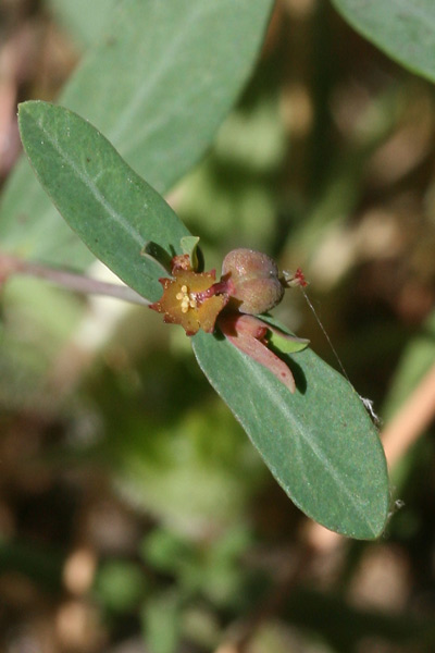 Euphorbia gayi, Euforbia di Gay