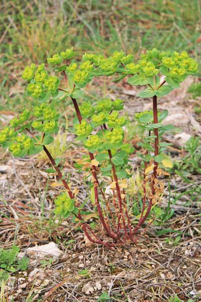 Euphorbia helioscopia, Erba verdona, Euforbia calenzuola, Alba rugna, Lua burda, Luedda, Runtza, Runtzeddu