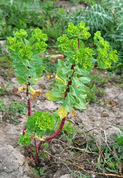 Euphorbia helioscopia, Erba verdona, Euforbia calenzuola, Alba rugna, Lua burda, Luedda, Runtza, Runtzeddu
