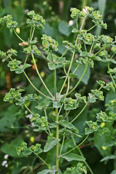 Euphorbia hirsuta, Euforbia pubescente, Battiuriga, Cacalettu, Lattorigu, Runtzedda