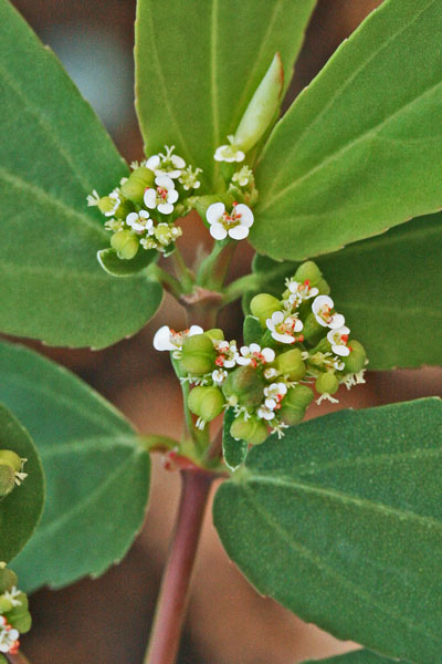 Euphorbia hypericifolia, Euforbia con foglie d'iperico
