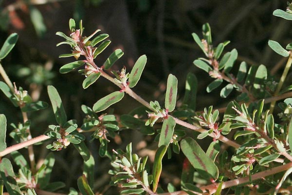 Euphorbia maculata, Erba macchiata