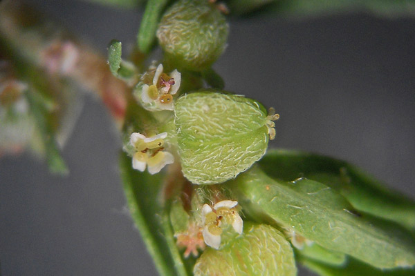 Euphorbia maculata, Erba macchiata