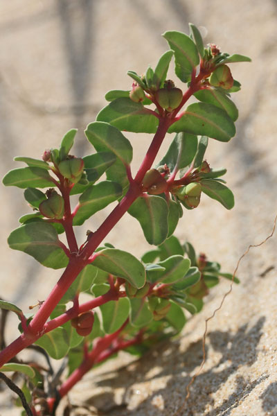 Euphorbia peplis, Euforbia delle spiagge