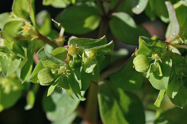 Euphorbia peplus, Euforbia minore, Caccalettu, Lattorighe, Runtza