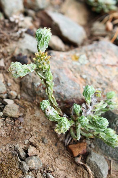 Filago germanica, Bambagia comune, Filaggine comune