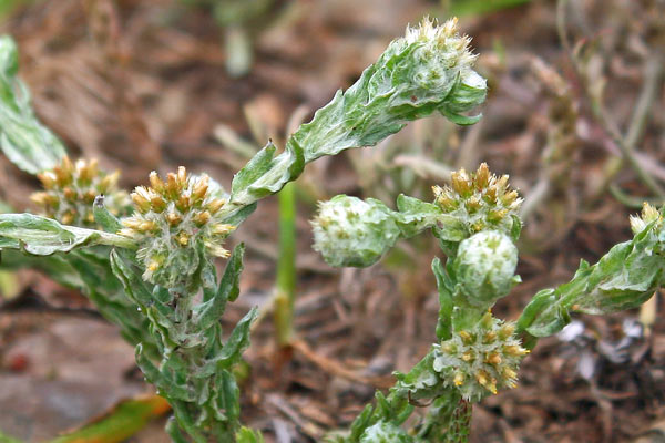 Filago germanica, Bambagia comune, Filaggine comune