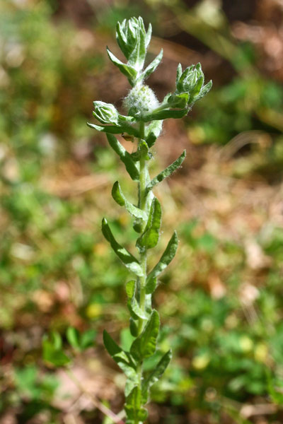 Filago germanica, Bambagia comune, Filaggine comune