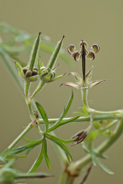 Geranium dissectum, Geranio a foglie divise, Geranio a foglie sette, Geranio sbrandellato, Erba de agullas, Geraniu