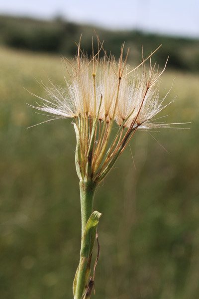Geropogon hybridus, Barba di becco annua, Limporra de campu, Lisporra de campu