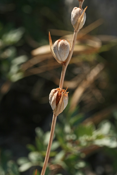 Gladiolus communis subsp. byzantinus, Gladiolo bizantino, Lillu aresti, Spadoni