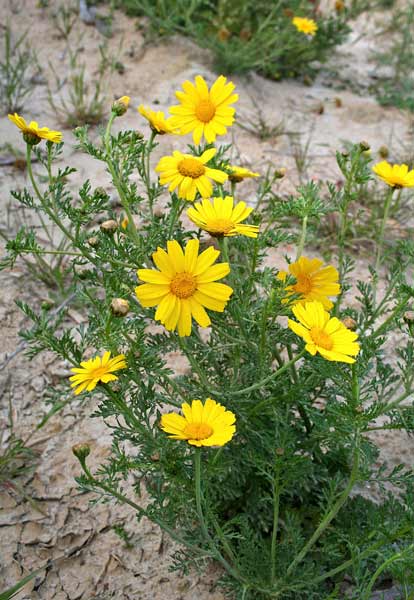 Glebionis coronaria, Crisantemo giallo, Fior d'oro, Margheritone giallo, Caraganzu, Caregantzu, Ghirielle