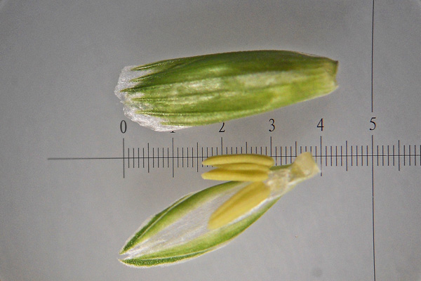 Glyceria notata, Gliceria a foglie ripiegate, Gramignone minore