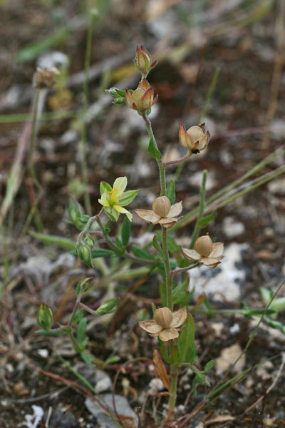 Helianthemum salicifolium, Eliantemo annuale