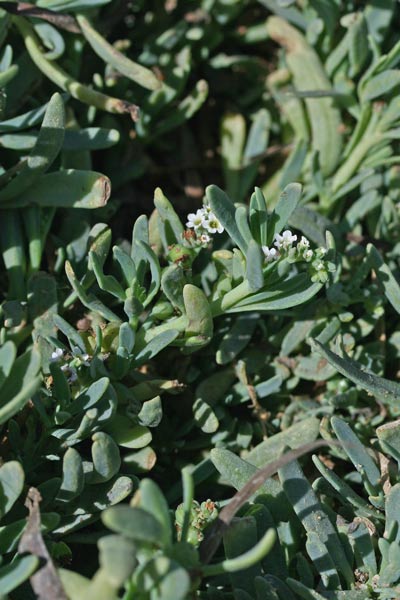 Heliotropium curassavicum, Eliotropio marino
