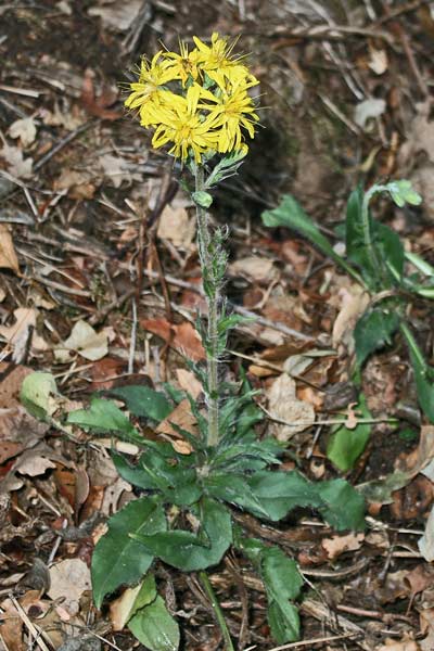 Hieracium racemosum, Sparviere racemoso, Cicoria burda, Origa piluda