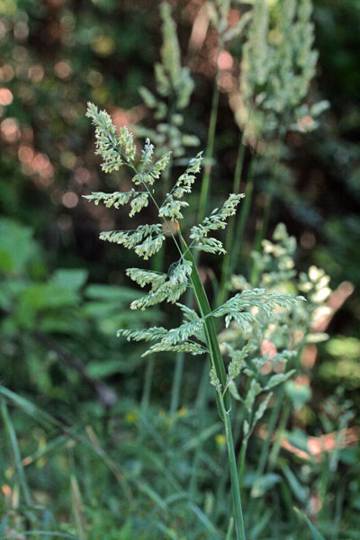 Holcus lanatus, Bambagione pubescente, Cucca-cucca, Erba piluda