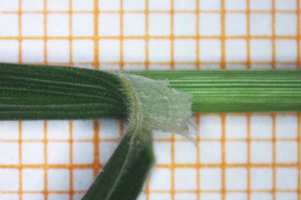 Holcus lanatus, Bambagione pubescente, Cucca-cucca, Erba piluda