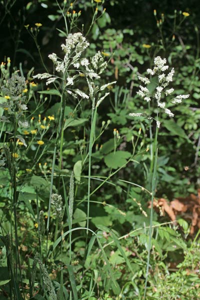 Holcus lanatus, Bambagione pubescente, Cucca-cucca, Erba piluda