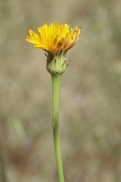 Hypochaeris radicata, Costolina giuncolina, Erba porcellina radicata, Ipocheride radicata, Cabbirozzu, Cicoria burda, Costhi d'ainu, Ziru di lingua di boiu