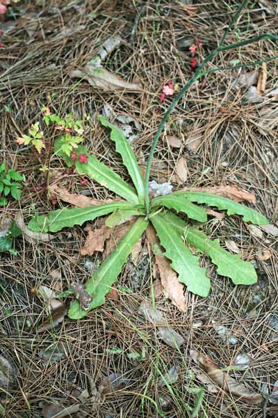 Hypochaeris radicata, Costolina giuncolina, Erba porcellina radicata, Ipocheride radicata, Cabbirozzu, Cicoria burda, Costhi d'ainu, Ziru di lingua di boiu